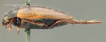 Media type: image;   Entomology 6058 Aspect: habitus lateral view